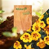 Kapuzinerkresse 'Ladybird'