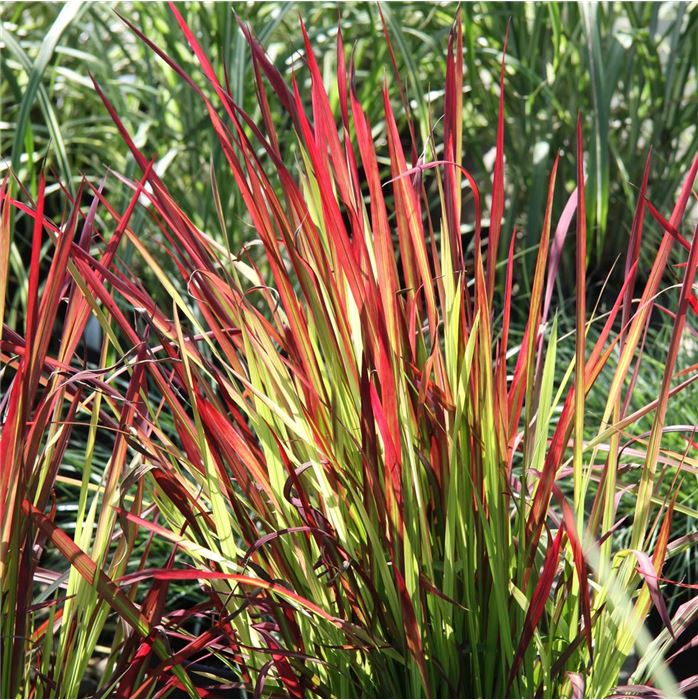 Alang-Gras 'Red Baron'