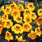 Kapuzinerkresse 'Ladybird'