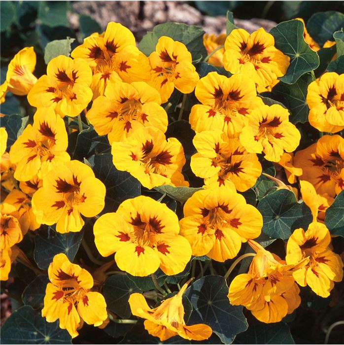 Kapuzinerkresse 'Ladybird'