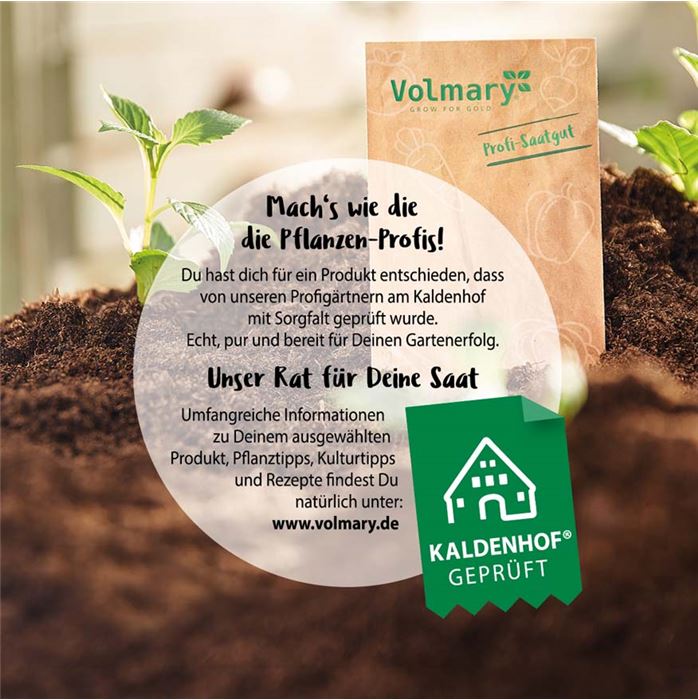 Kapuzinerkresse 'Ladybird'