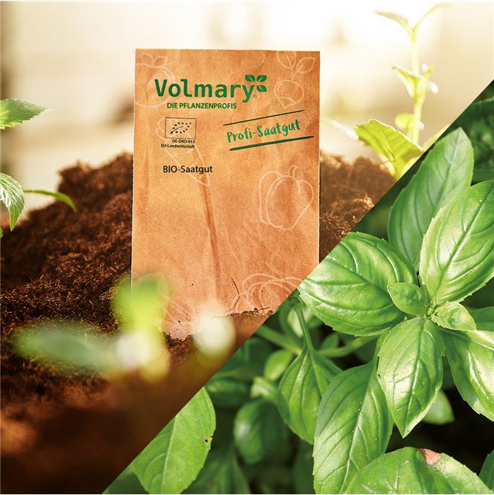 Basilikum 'Genoveser'