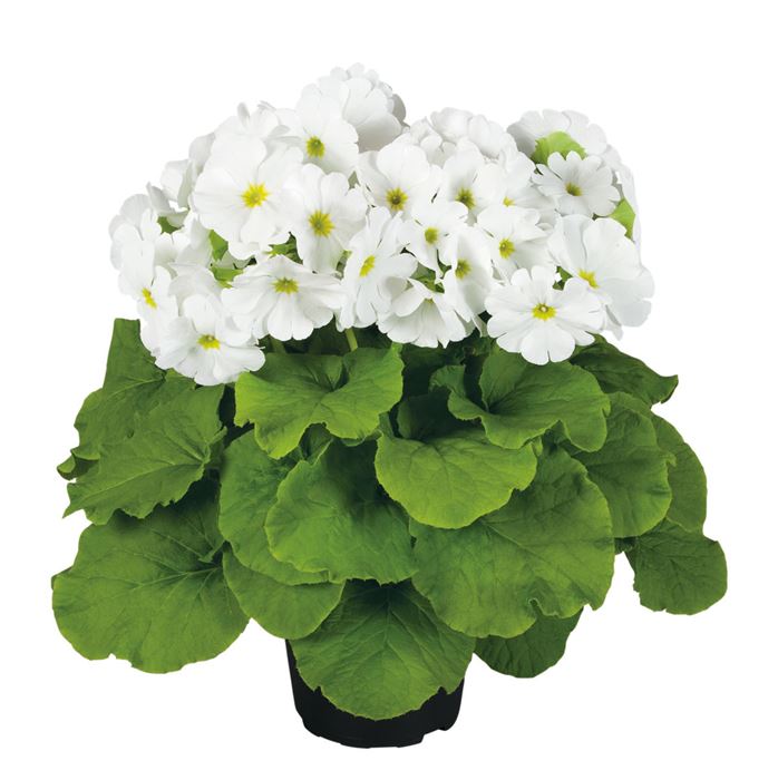 Becher-Primel 'Touch Me® White'