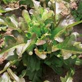 Pflücksalat 'Cocarde'