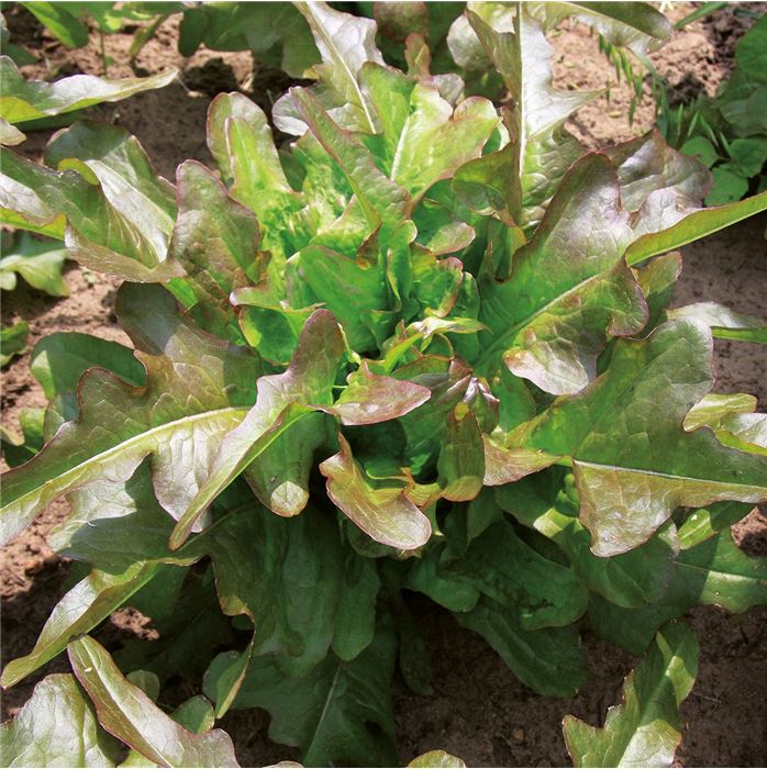 Pflücksalat 'Cocarde'