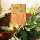 Pflücksalat 'Cocarde'