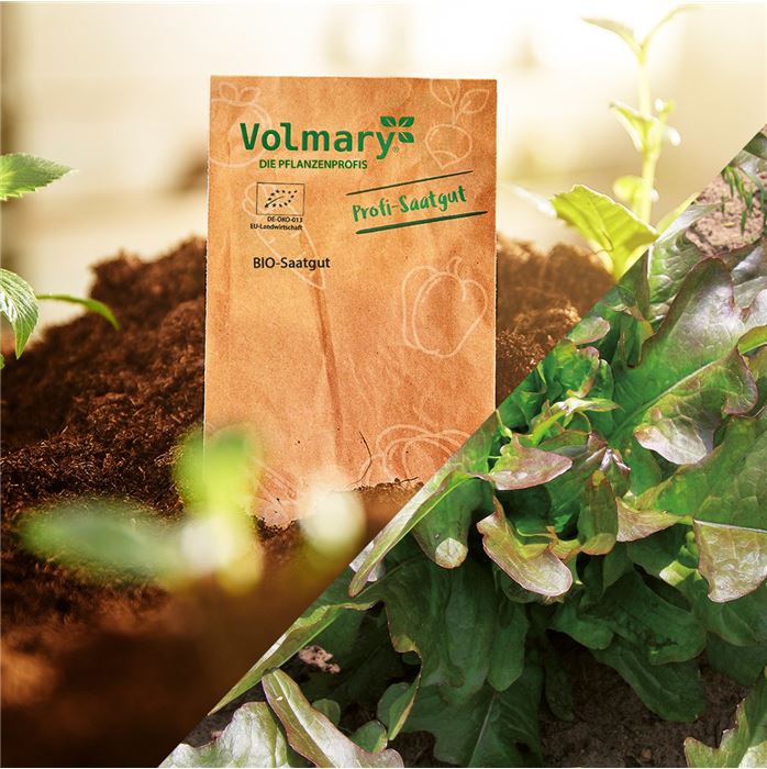 Pflücksalat 'Cocarde'