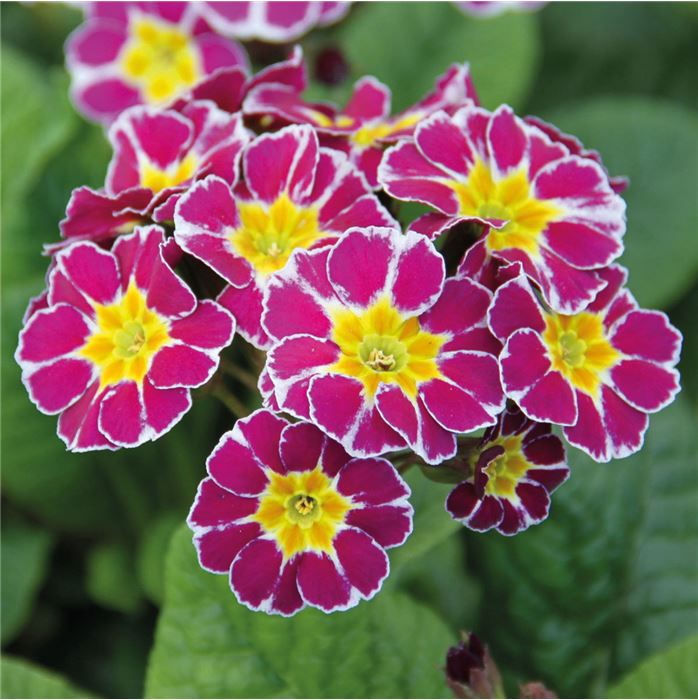 Kronen-Primel 'Victoriana Lilac'