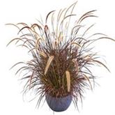 Lampenputzergras 'Rubrum'