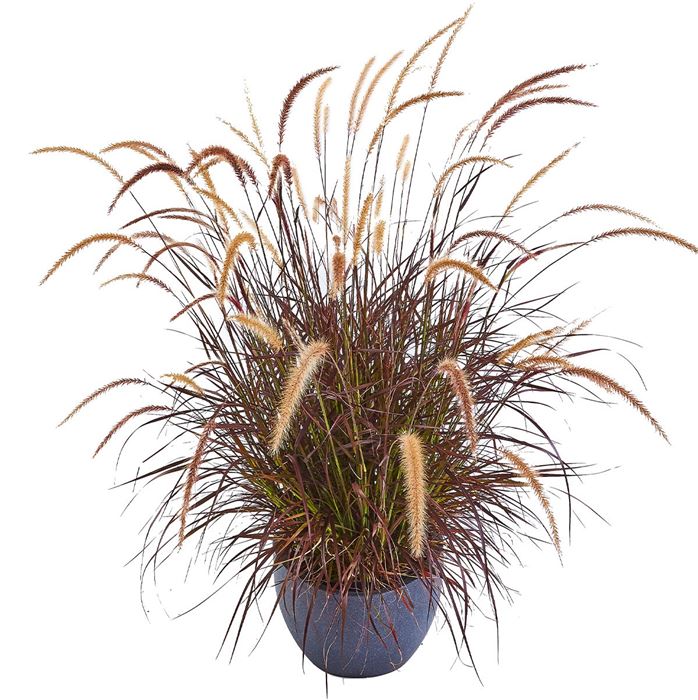 Lampenputzergras 'Rubrum'