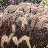 Lampenputzergras 'Rubrum'