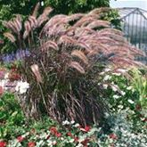 Lampenputzergras 'Rubrum'