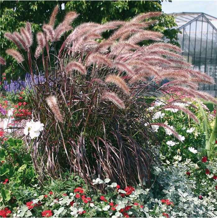 Lampenputzergras 'Rubrum'