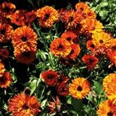 Ringelblume 'Mercadela'