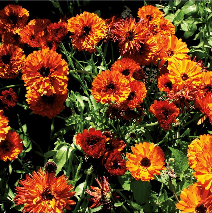 Ringelblume 'Mercadela'