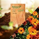 Ringelblume 'Mercadela'