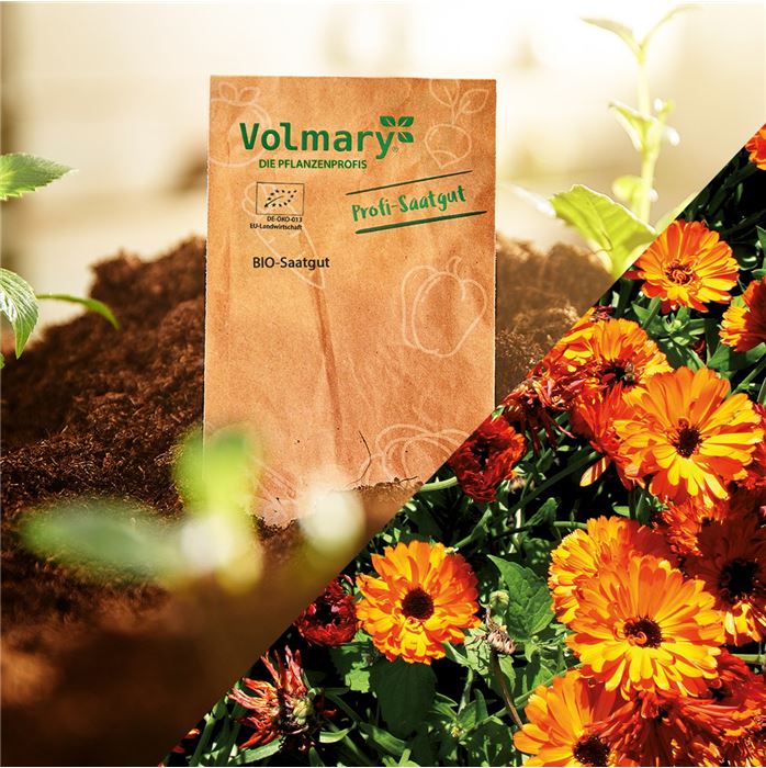 Ringelblume 'Mercadela'