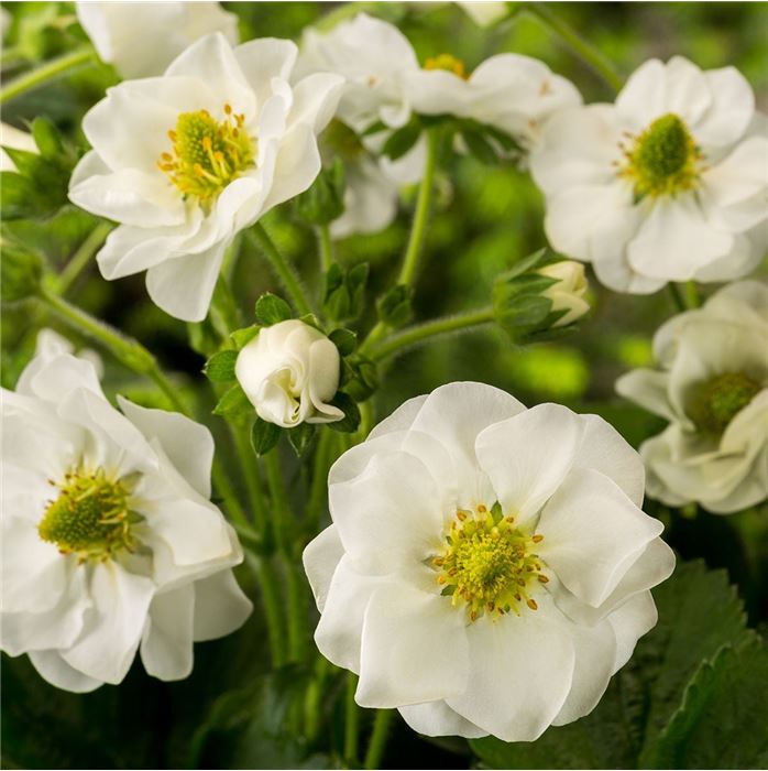 Rosen-Erdbeere 'Summer Breeze Snow'