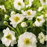 Rosen-Erdbeere 'Summer Breeze Snow'