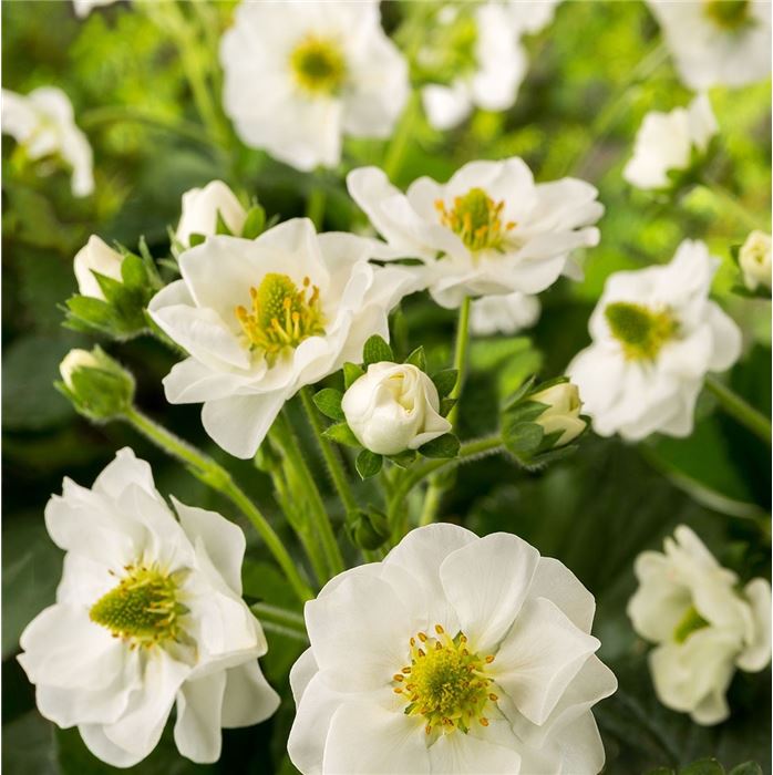 Rosen-Erdbeere 'Summer Breeze Snow'