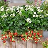 Rosen-Erdbeere 'Summer Breeze Snow'