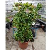 Maracuja 'Suntropics®'