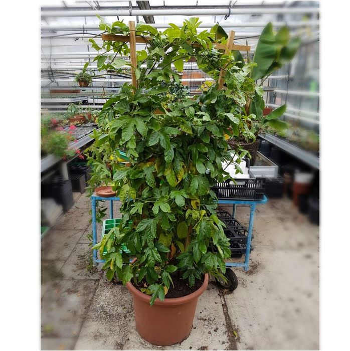 Maracuja 'Suntropics®'