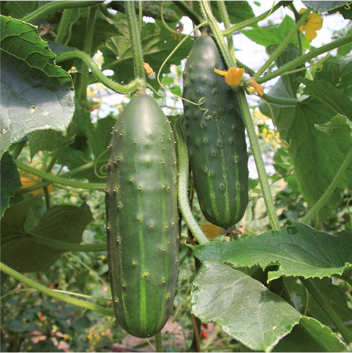 Salatgurke 'Marketmore'