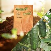 Salatgurke 'Marketmore'