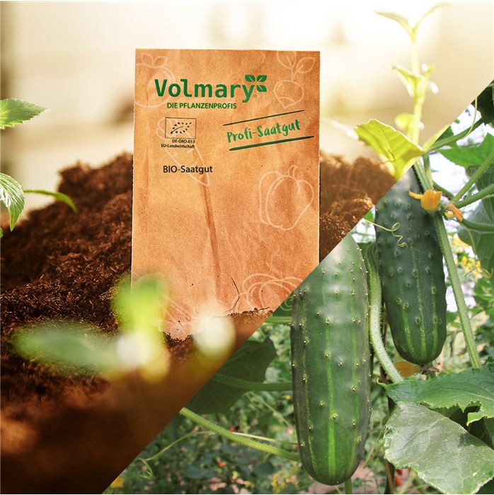 Salatgurke 'Marketmore'