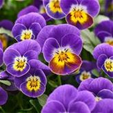 Mini-Winterveilchen 'Ice Babies® Lilac Yellow Face'