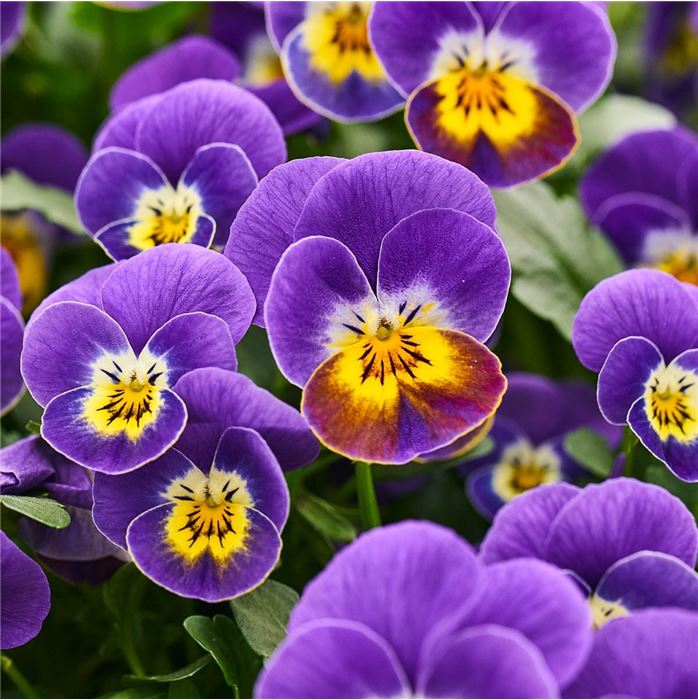 Mini-Winterveilchen 'Ice Babies® Lilac Yellow Face'