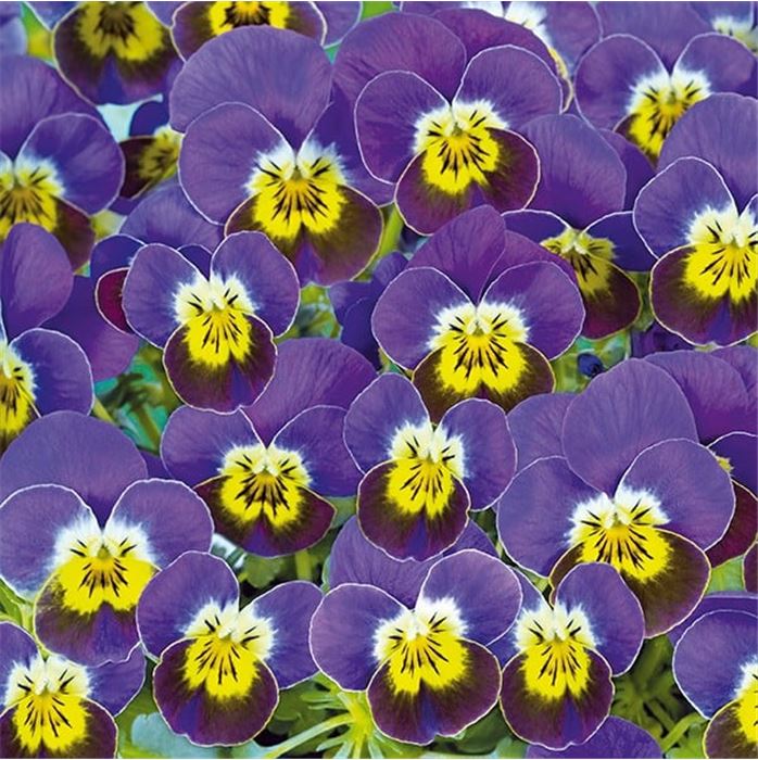 Mini-Winterveilchen 'Ice Babies® Lilac Yellow Face'