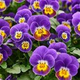 Mini-Winterveilchen 'Ice Babies® Lilac Yellow Face'