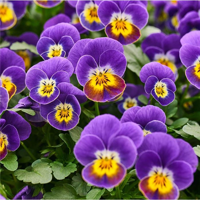 Mini-Winterveilchen 'Ice Babies® Lilac Yellow Face'