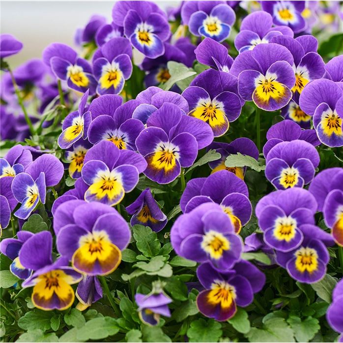 Mini-Winterveilchen 'Ice Babies® Lilac Yellow Face'