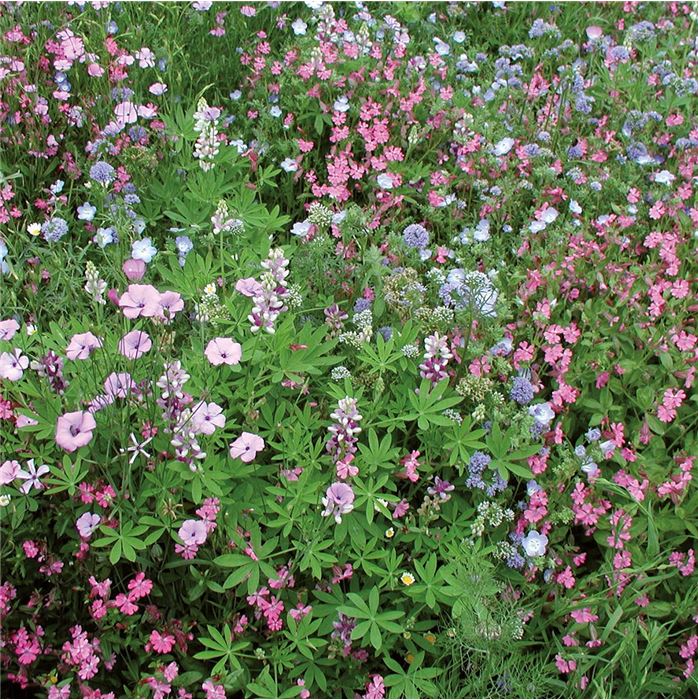 Niedrige Blumenmischung