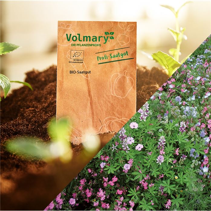 Niedrige Blumenmischung