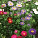 Sommeraster 'Matsumoto Mix'