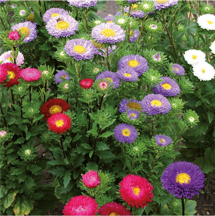 Sommeraster 'Matsumoto Mix'