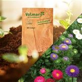 Sommeraster 'Matsumoto Mix'