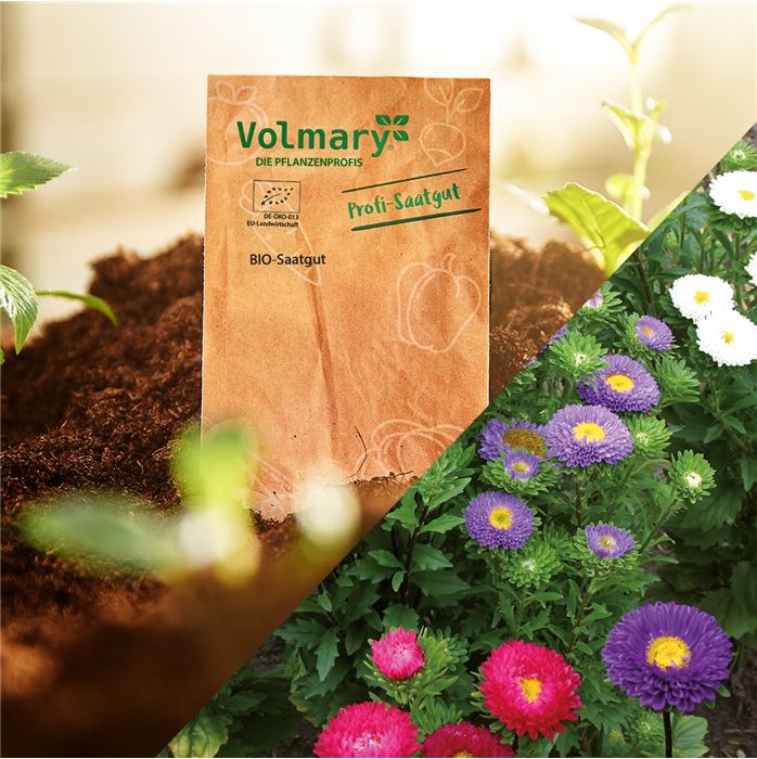 Sommeraster 'Matsumoto Mix'