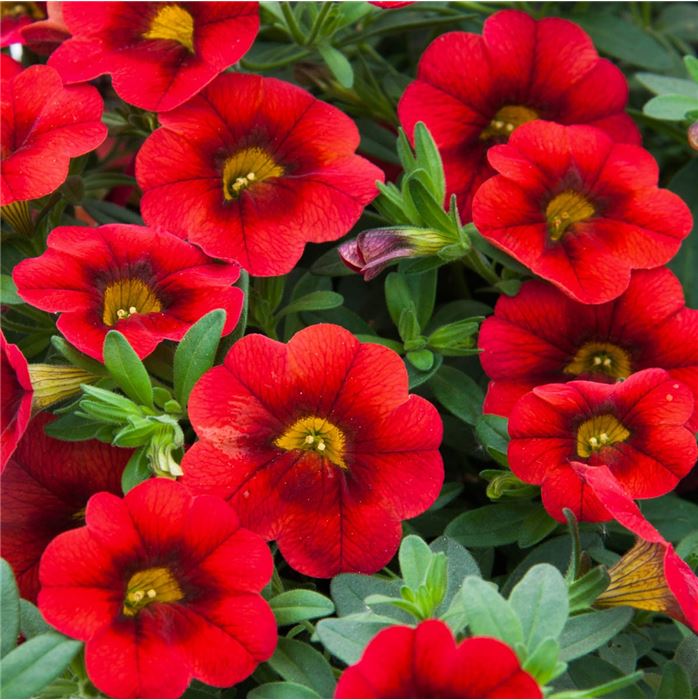 Zauberglöckchen 'Calita® Compact Scarlet Red Eye'