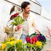 Stängelprimel Inara® 'Pink Bicolor'