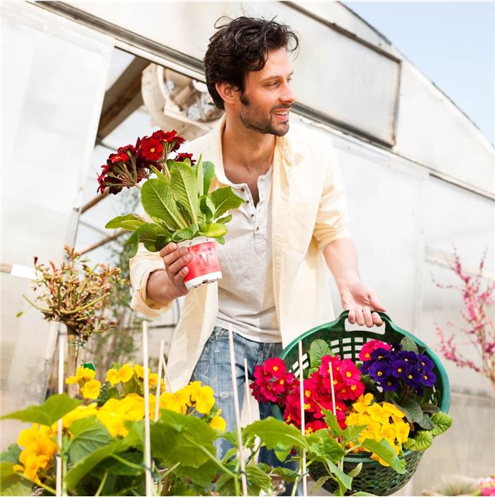 Stängelprimel Inara® 'Pink Bicolor'