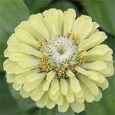 Zinnie 'Red Lime & Green Lime'