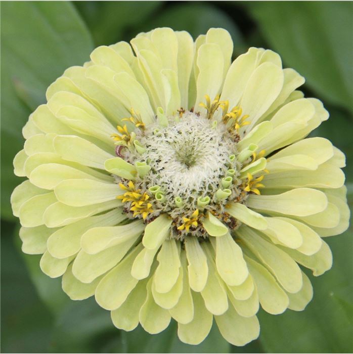 Zinnie 'Red Lime & Green Lime'