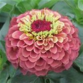 Zinnie 'Red Lime & Green Lime'