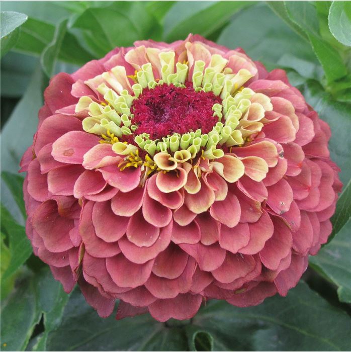 Zinnie 'Red Lime & Green Lime'