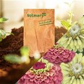 Zinnie 'Red Lime & Green Lime'